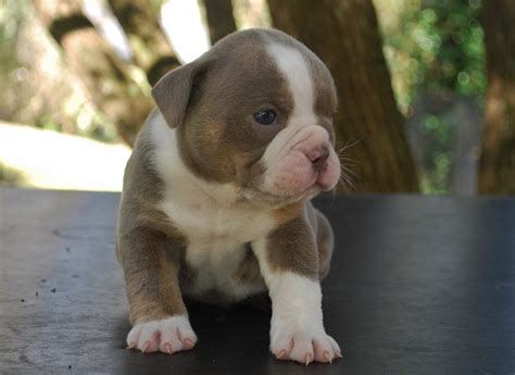 old English bulldog puppies fraud alert