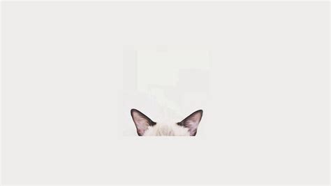 Minimalist Cat Wallpapers - 4k, HD Minimalist Cat Backgrounds on ...