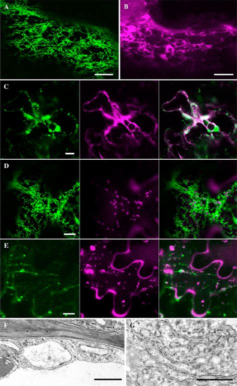 The Subcellular Localization Of Full Length C Gliadin Fluorescent