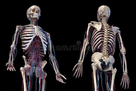 Anatomia Humana Do Tronco Esqueleto Veias E Art Rias Vista Traseira