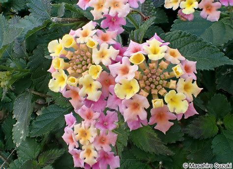 シチヘンゲ（ランタナ） Lantana Camara Subsp Aculeata