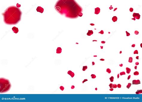 Many Rose Overlay Rose Flowers And Petal Valentine Background With