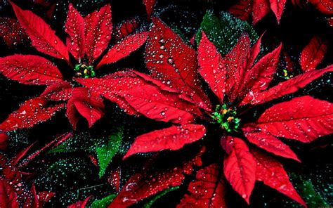 Poinsettia Wallpapers - Wallpaper Cave