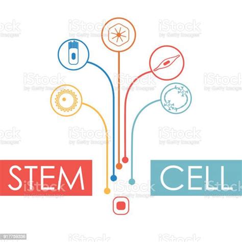 인간 세포 유형 세트 Stem 주제에 대한 스톡 벡터 아트 및 기타 이미지 Stem 주제 가지돌기 개체 그룹 Istock