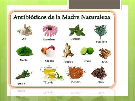 Plantas Medicinales En Mexico Presentacion Final Ppt