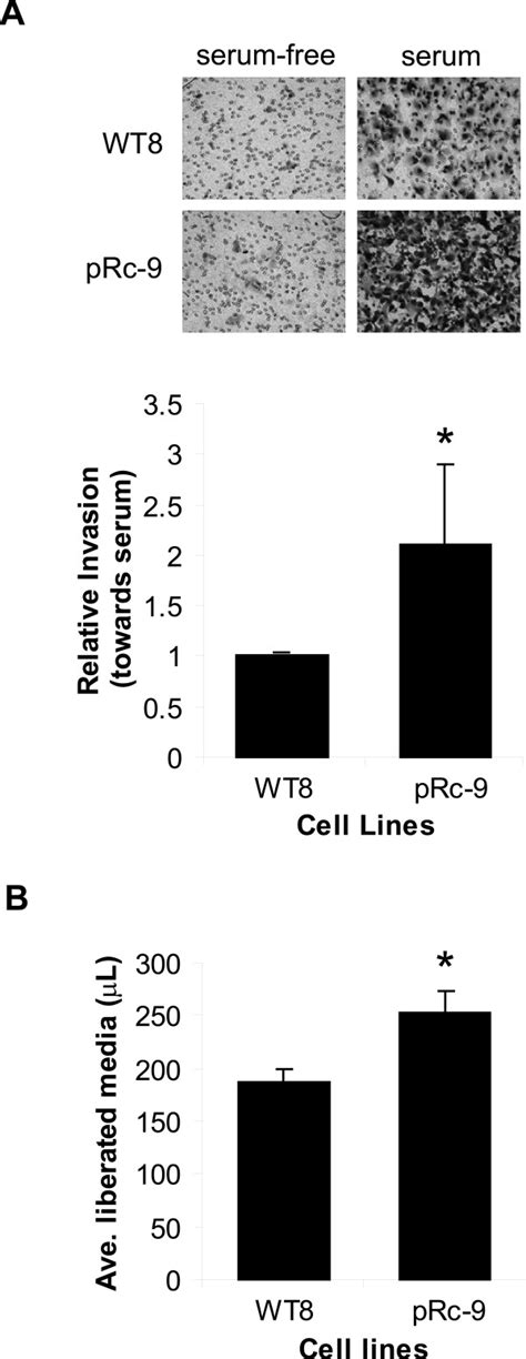 Expression Of Vhl Inhibits Collagen Invasion And Degradation A Download Scientific Diagram