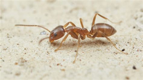 Argentine Ants Animal Pests