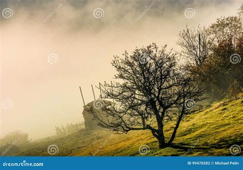Naked Tree On Hillside In Fog At Sunrise Stock Photo Image Of Ground Hilly