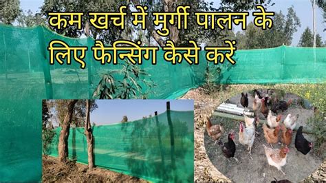 Desi Murgi Palan Karne Ke Liye Free Range Area Me Green Net Fancing