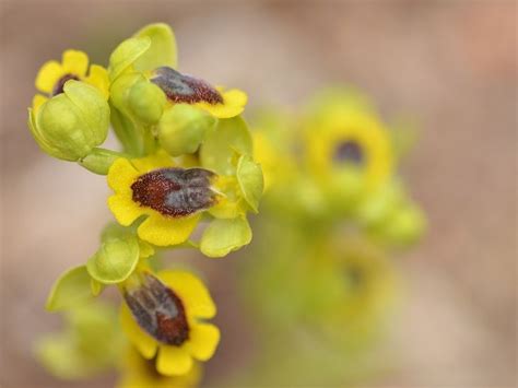 Pin von Ignace De Vloed auf Des orchidées sauvages d Europe European