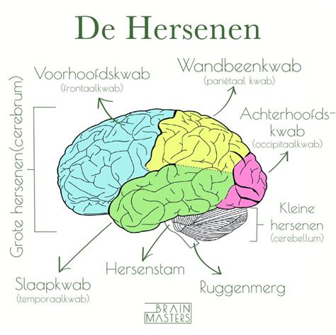 De Hersenen Anatomie Brain Masters