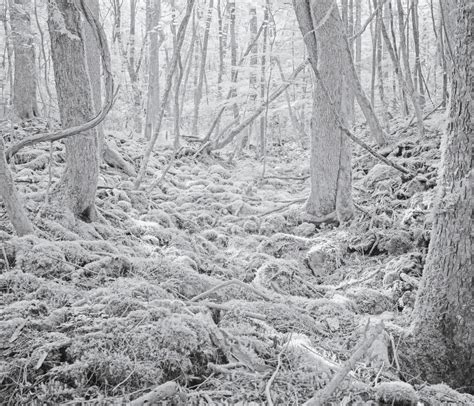 Aokigahara Forest Signs