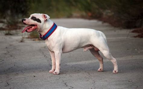 Perros De Raza Staffordshire Bull Terrier Caracter Sticas Aspecto Y