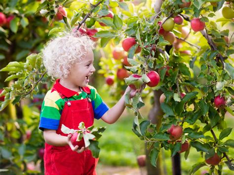 U-Pick Apples & Pumpkins - Davis Farmland