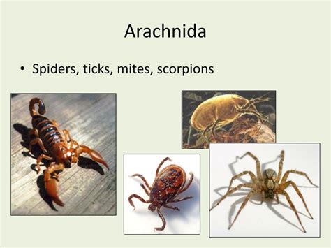 Ppt Arachnida Powerpoint Presentation Free Download Id1939035