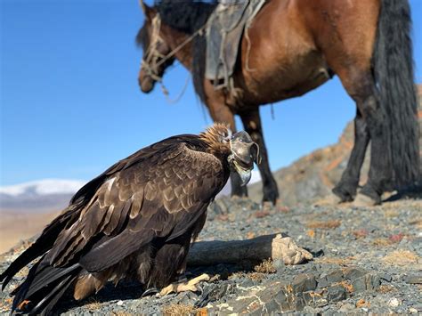 Golden Eagle Festival In Western Mongolia Mongolia Trekking Tours