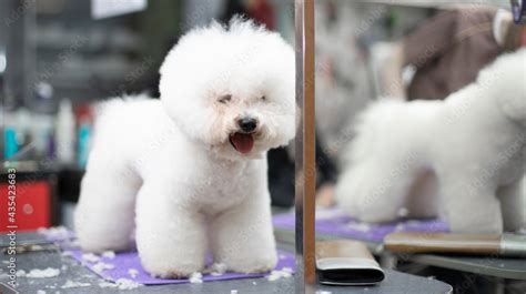 Bichon frise grooming. Happy Bichon frise. Grooming process. Dog grooming. The groomer holds the ...