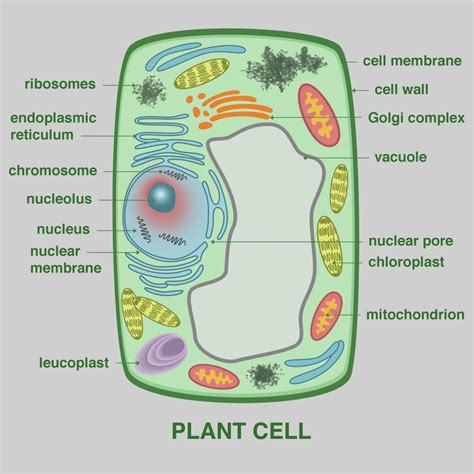 Plant Cell Printable