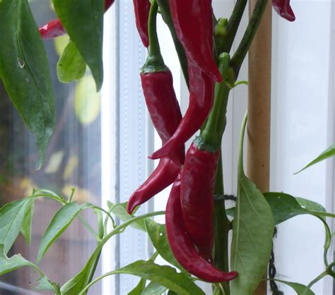 The Garden Post | Barbara Segall | Chilli plants