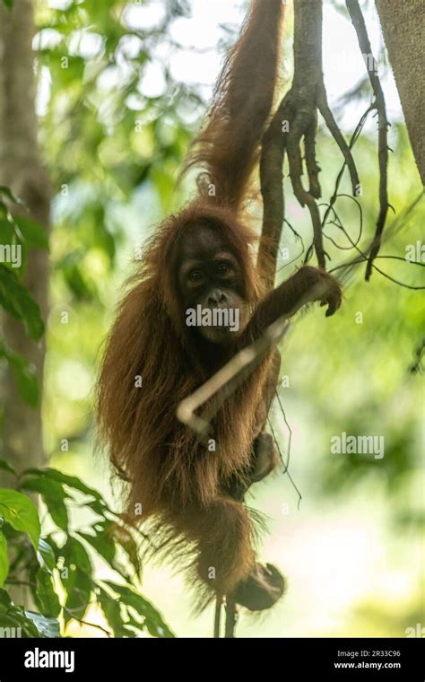 Sumatran Orangutan Appearance Hi Res Stock Photography And Images Alamy