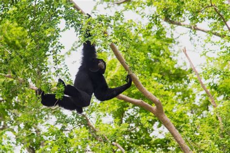 Wilmar Bersama Kalaweit Sukses Konservasi Siamang