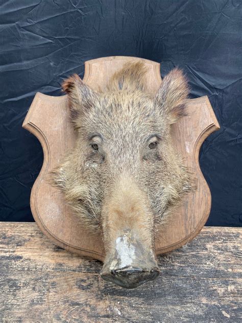 Taxidermy Boar Head One Ashwood Props