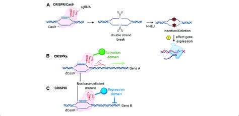 Schematic Showing Cripsr Based Genome Editing A Crispr Cas System