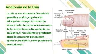 onicocriptosis o uña encarnada patología de uñas PPT