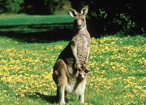 germ@namur: Kangaroo: an Australian icon