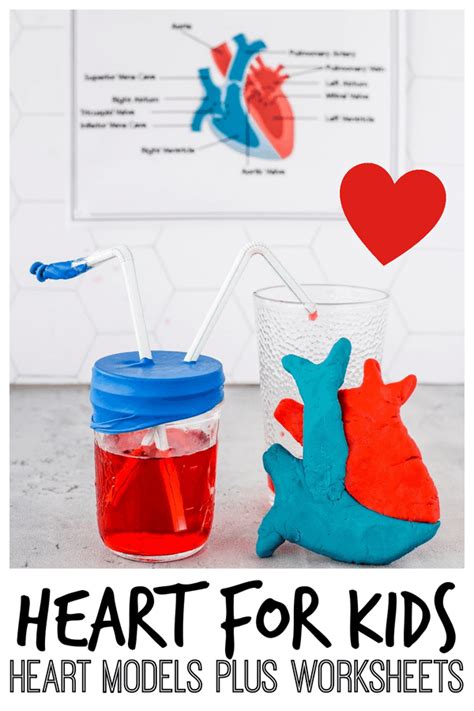 Learn About The Human Heart For Kids With This Fun Lesson On The Human