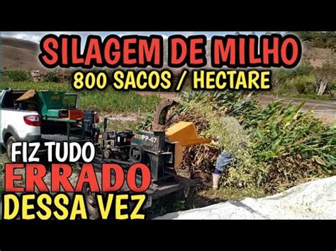 Silagem De Milho 800 Sacos Por Hectare FIZ TUDO ERRADO DESSA VEZ YouTube