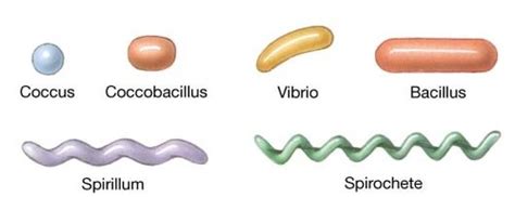 Microbio Exam 1 Flashcards Quizlet