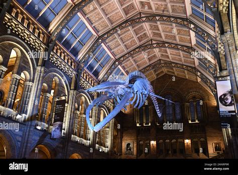 Hope The Blue Whale Skeleton In The Hintze Hall At The Natural