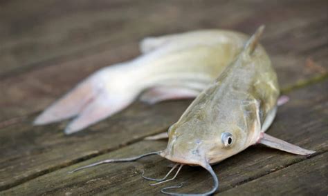 Blue Catfish - A-Z Animals