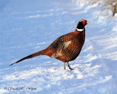 Pheasant In The Snow Uk Susan And Peter