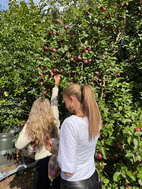 Two Women Picking Apples From An Apple Tree