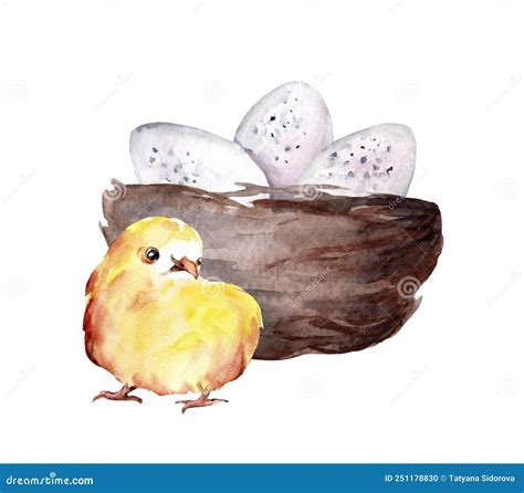 Hand Drawn Watercolor Drawing Of Bird S Nest With Chick Stock