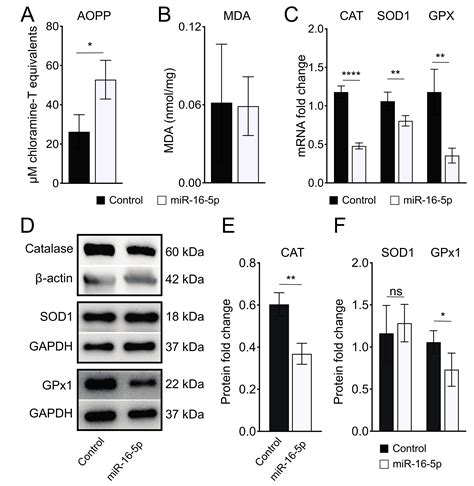 Ijms Free Full Text Mir P Suppression Protects Human