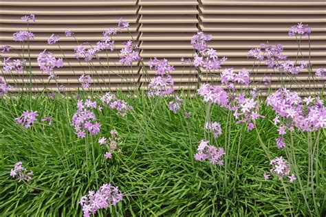 14 Stunning Deer Repellent Flowers For Your Yard Or Garden 🦌