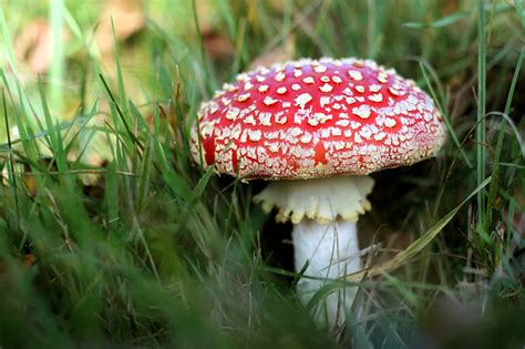 Toadstool Mushroom Grass Free Photo On Pixabay Pixabay