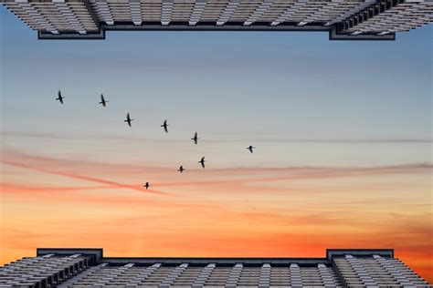 Why Birds Fly in V Shape: A Fascinating Flight Formation Explained