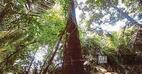 Siar Warta Hutan Simpan Bukit Cherakah Mei Lalu Berita Harian