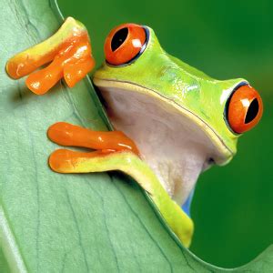 Amazon Rainforest Red Eyed Tree Frog - Draw-leg