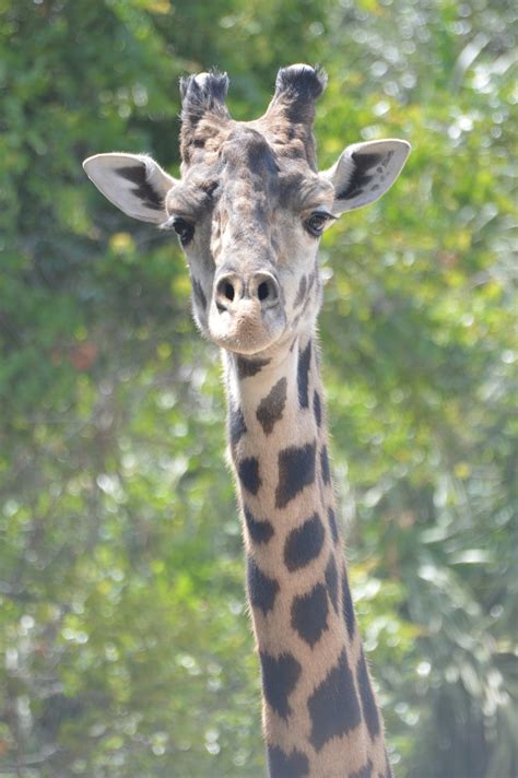 Giraffe Neck - Free photo on Pixabay - Pixabay