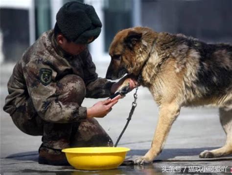 軍犬退役後都怎麼處理？英國實行安樂死，中國做法讓人感動 每日頭條