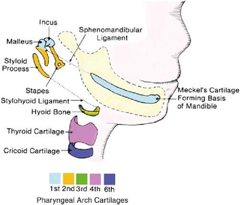 FIG URE 3 Derivatives of the pharyngeal arch cartilages. Reprinted from ...