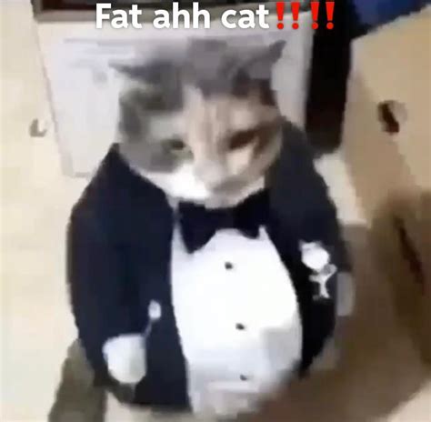 Fat Cat Ahh Ryub