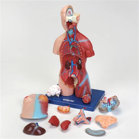 Carolina Miniature Dual Sex Muscular Torso Model Carolina Biological Supply