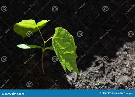 Las Hojas Verdes Brotan En La Naturaleza De Primavera En El Sol Foto De