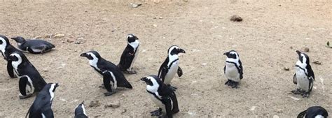 Bird World Zoo In Farnham